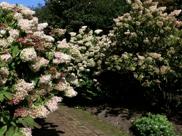 Bois des Moutiers  (31) Summer 2012
